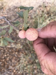 Atrusca brevipennata