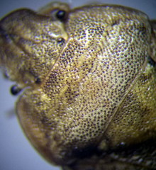 Sciocoris macrocephalus