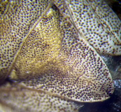 Sciocoris macrocephalus