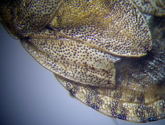 Sciocoris macrocephalus