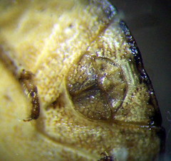 Sciocoris macrocephalus