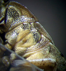 Sciocoris macrocephalus