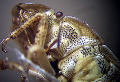 Sciocoris macrocephalus