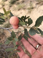 Atrusca brevipennata