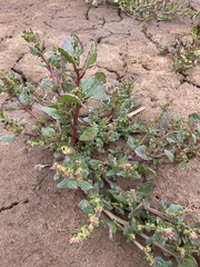 Chenopodium macrospermum