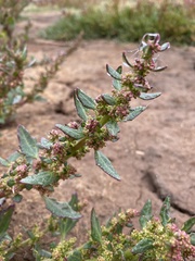 Chenopodium macrospermum