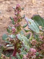 Chenopodium macrospermum