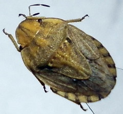 Sciocoris sulcatus