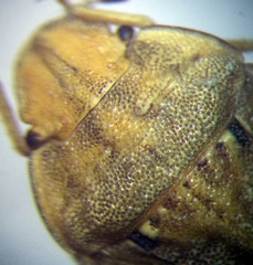 Sciocoris sulcatus
