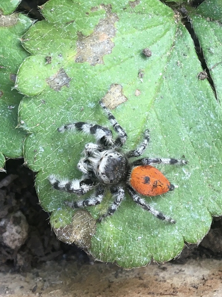 California Red Jumping Spider