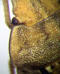 Sciocoris sulcatus