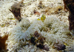 Amphiprion tricinctus