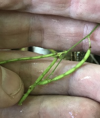 Desmodium scorpiurus