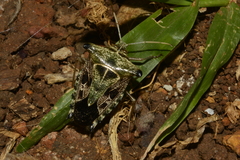 Edessa leucogramma