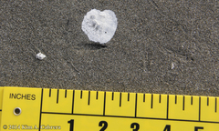 Pluvialis squatarola