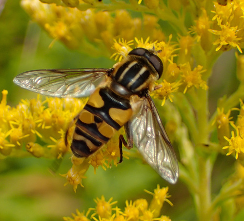 Narrow-headed Marsh Fly