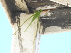 Stilpnochlora thoracica