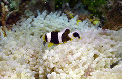 Amphiprion tricinctus