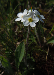 Androsace chamaejasme