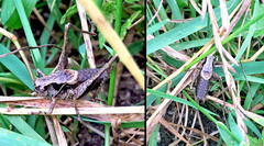 Pholidoptera griseoaptera