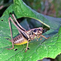 Pholidoptera griseoaptera
