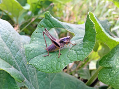 Pholidoptera griseoaptera