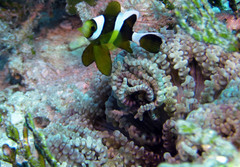 Amphiprion tricinctus