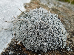 Stereocaulon vesuvianum