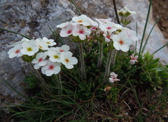 Androsace chamaejasme