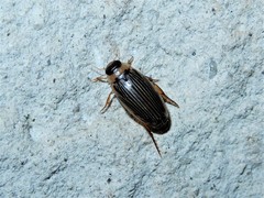 Lancetes lanceolatus