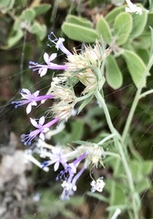 Ipomopsis multiflora