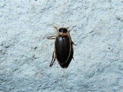 Lancetes lanceolatus