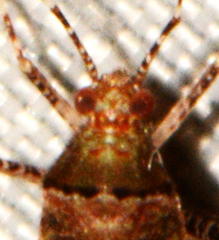 Phytocoris breviusculus