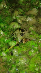 Homalopsis buccata