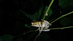 Polypedates leucomystax