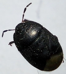 Sehirus luctuosus