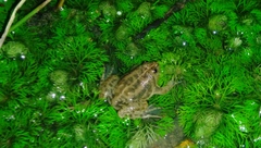 Occidozyga lima