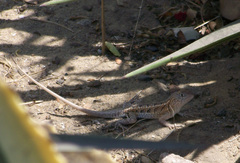 Chalarodon madagascariensis