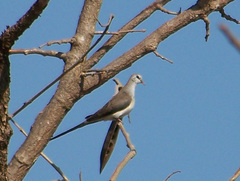 Oena capensis aliena