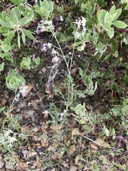 Ipomopsis multiflora