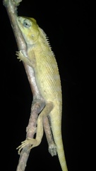 Calotes versicolor