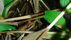 Indosylvirana nicobariensis