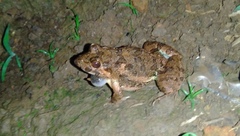 Fejervarya limnocharis