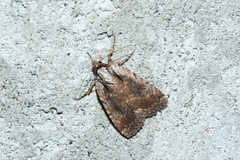 Eueretagrotis attentus