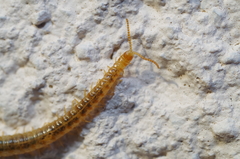 Henia vesuviana