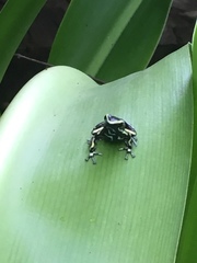 Dendrobates truncatus
