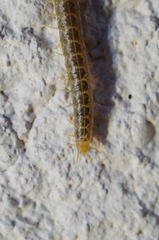 Henia vesuviana
