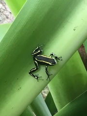 Dendrobates truncatus
