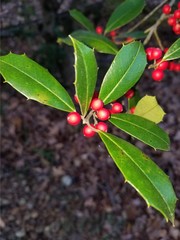 Ilex opaca
