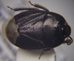 Sehirus luctuosus